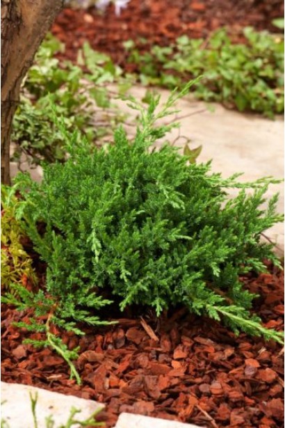 Ялівець горизонтальний Принц Уельський